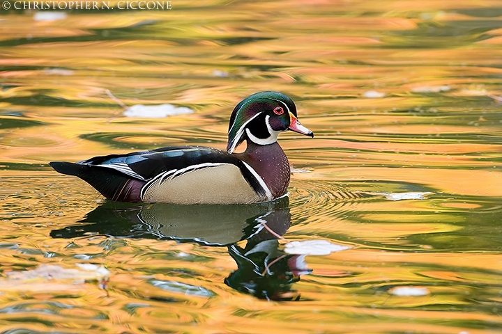 Wood Duck