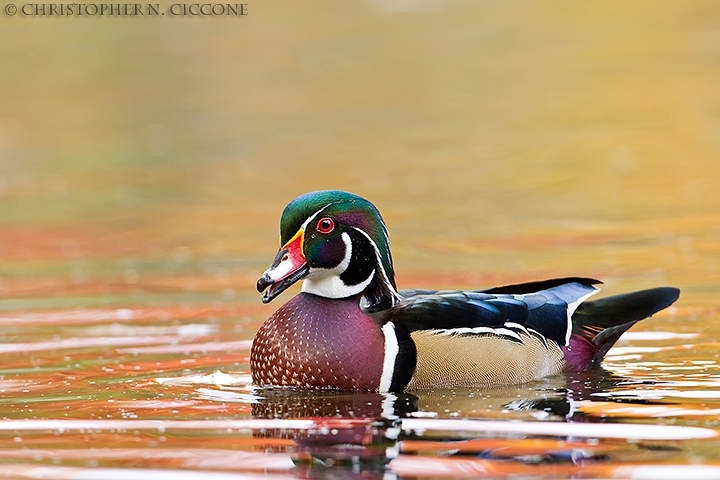 Wood Duck