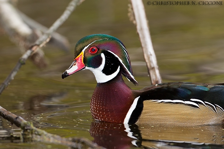 Wood Duck