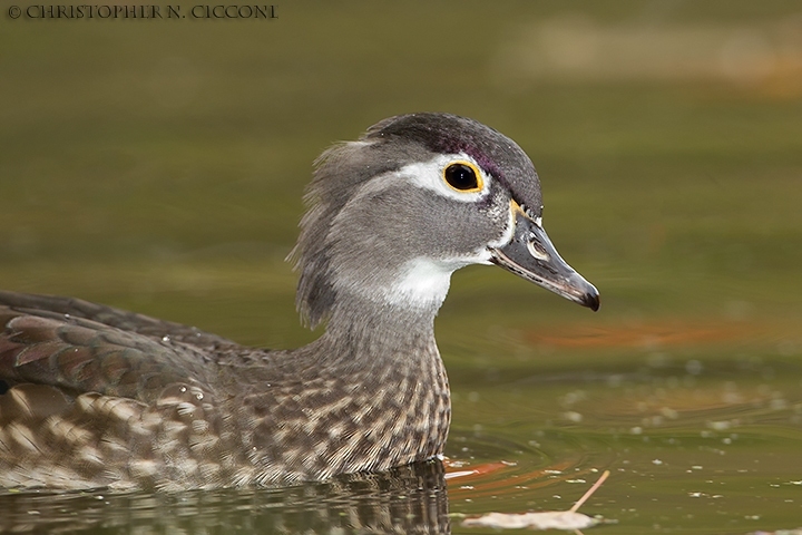 Wood Duck