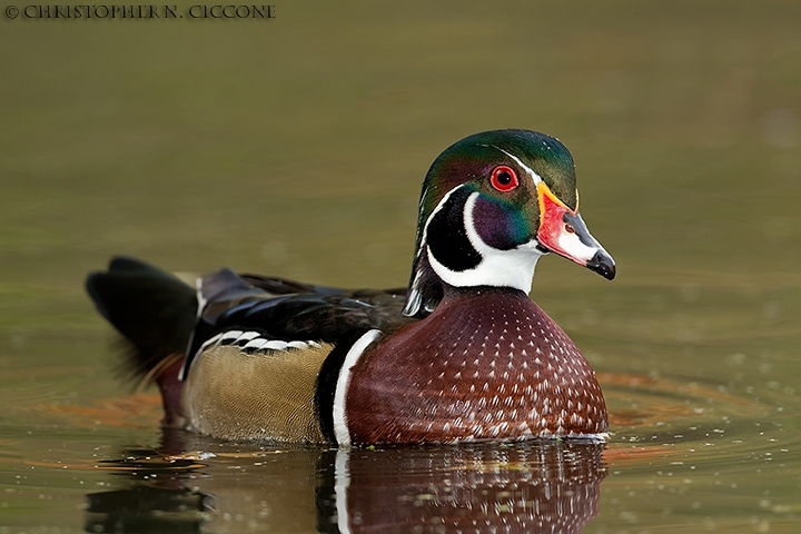 Wood Duck