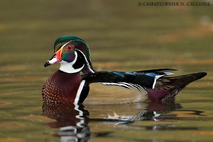 Wood Duck