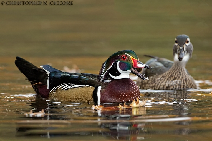 Wood Duck