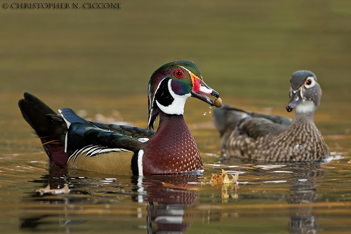 Wood Duck