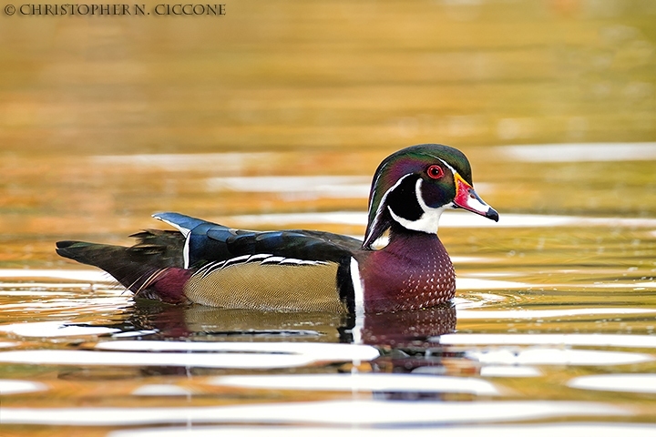 Wood Duck