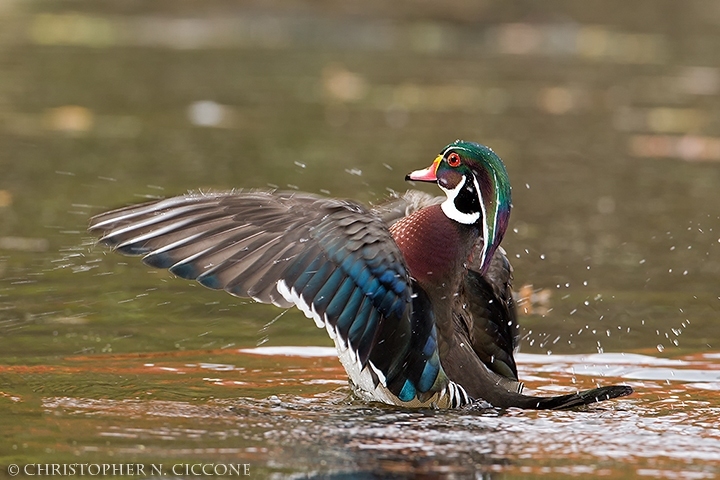 Wood Duck