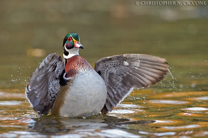 Wood Duck