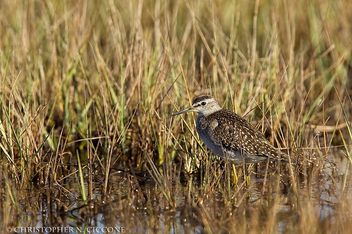 Wood Sandpiper