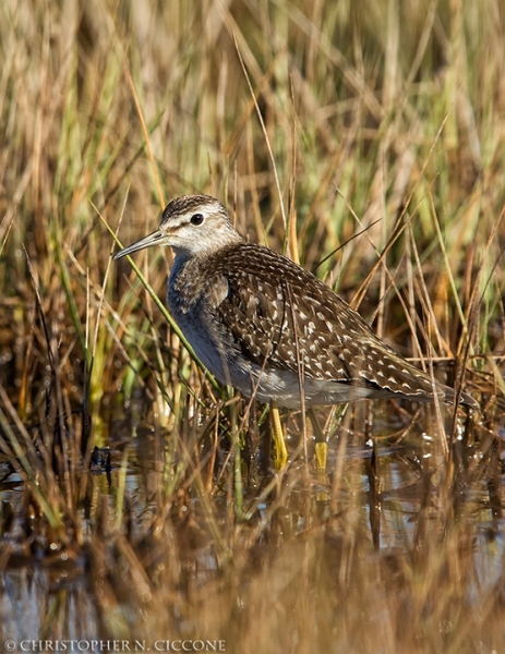 Wood Sandpiper