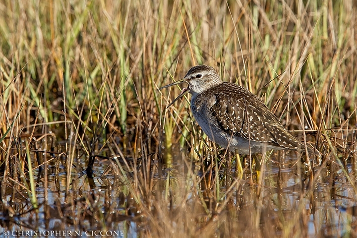 Wood Sandpiper