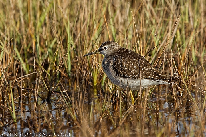 Wood Sandpiper