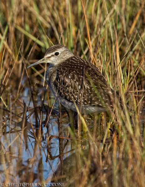 Wood Sandpiper