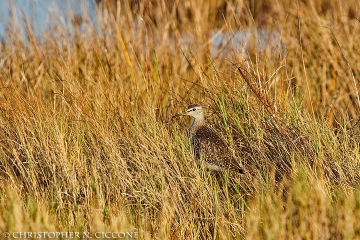 Wood Sandpiper