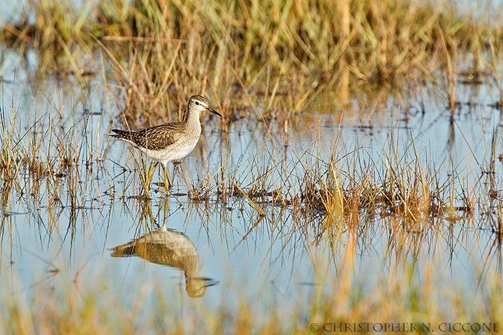 Wood Sandpiper