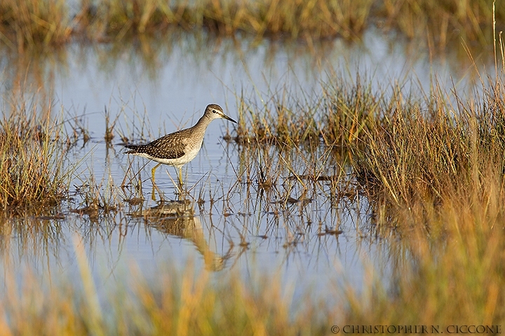 Wood Sandpiper