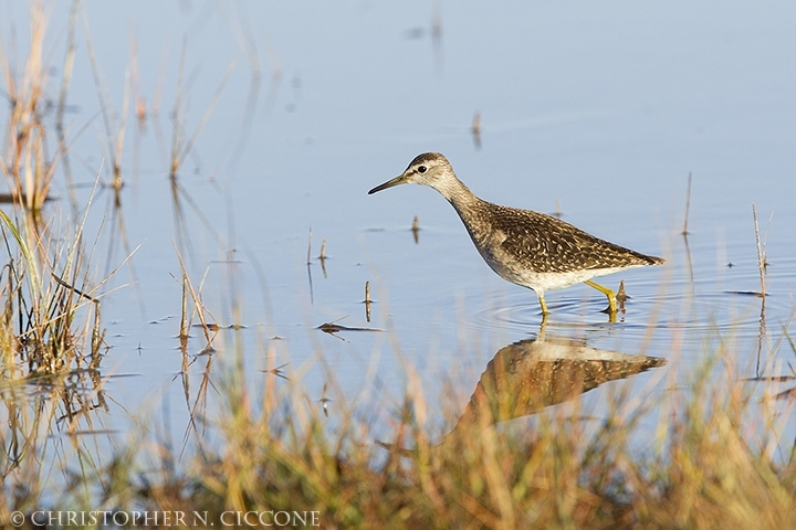 Wood Sandpiper