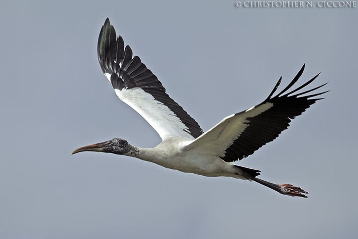 Wood Stork