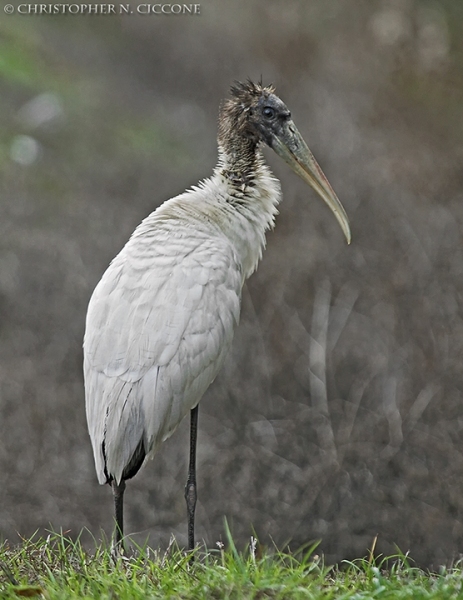 Wood Stork