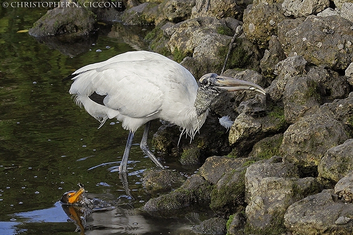 Wood Stork