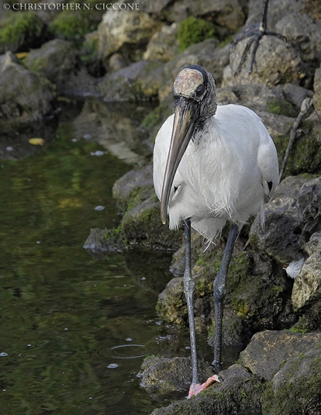 Wood Stork