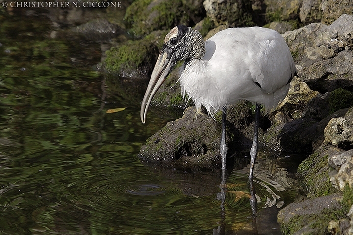 Wood Stork