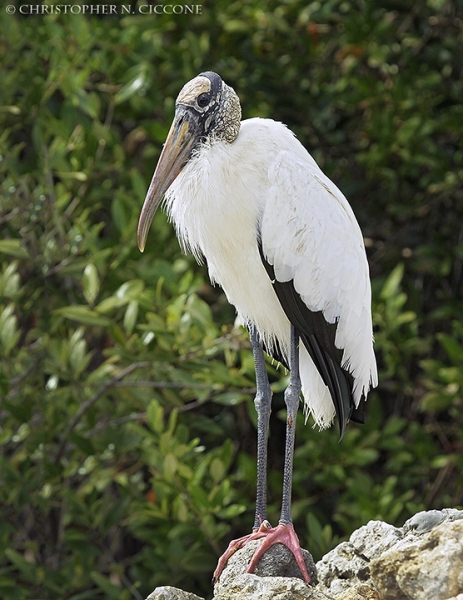 Wood Stork