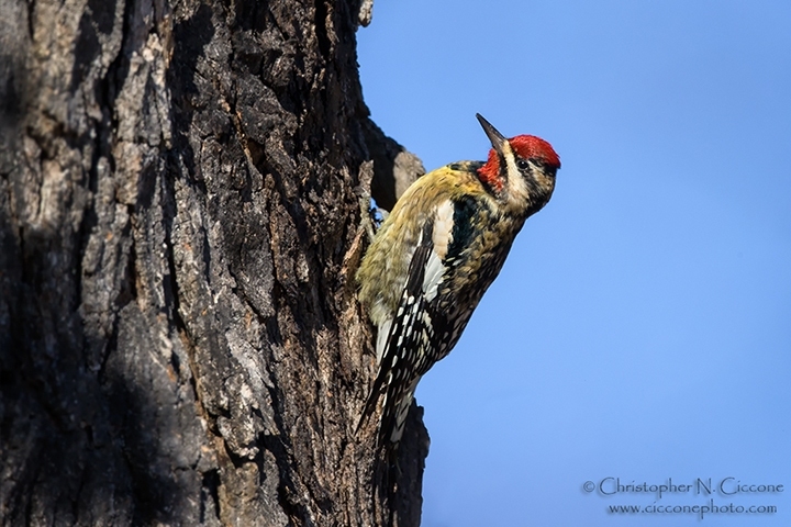 Yellow-bellied Sapsucker