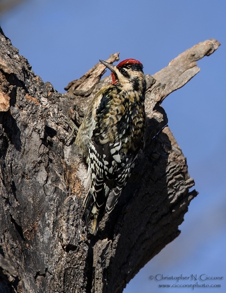 Yellow-bellied Sapsucker