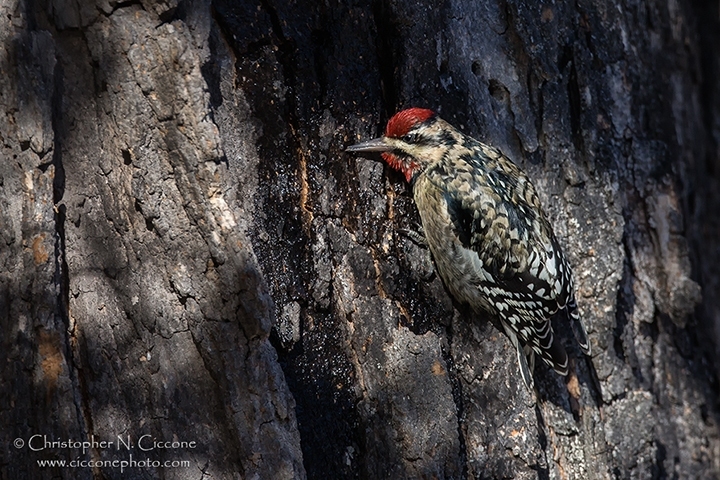 Yellow-bellied Sapsucker