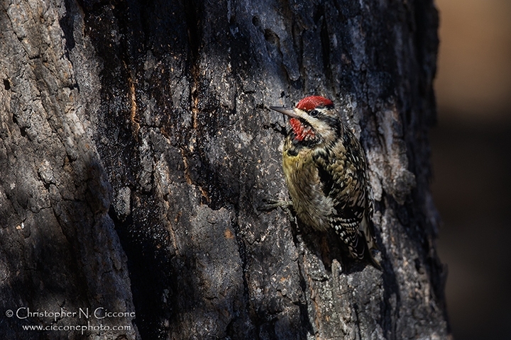 Yellow-bellied Sapsucker