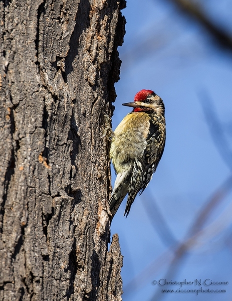 Yellow-bellied Sapsucker