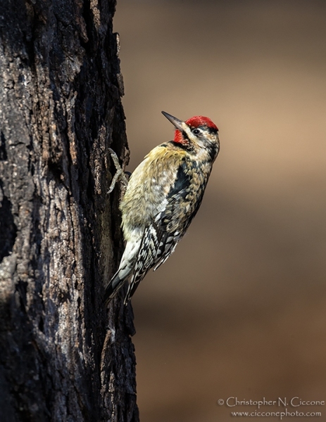 Yellow-bellied Sapsucker