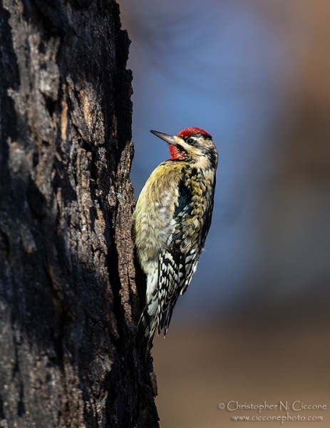 Yellow-bellied Sapsucker