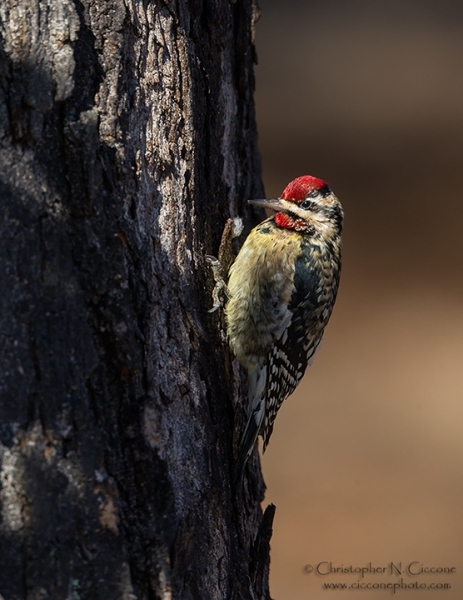 Yellow-bellied Sapsucker