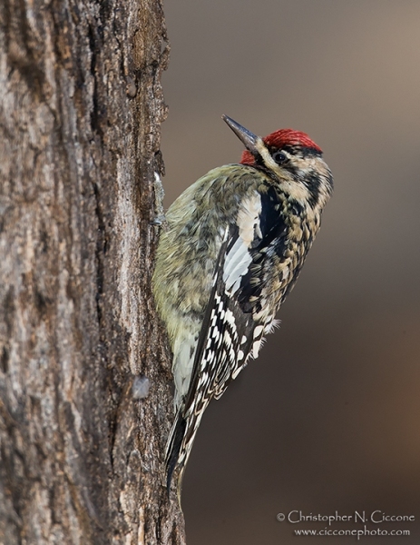 Yellow-bellied Sapsucker