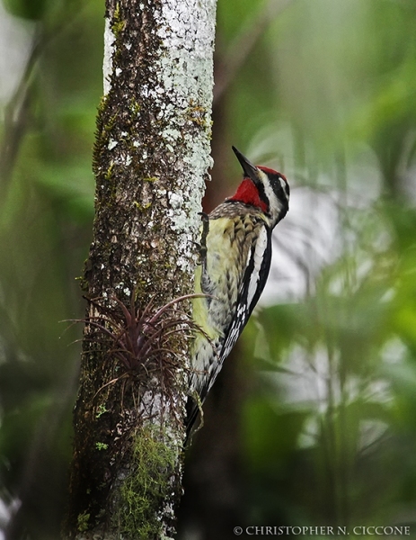 Yellow-bellied Sapsucker