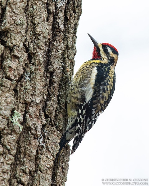 Yellow-bellied Sapsucker