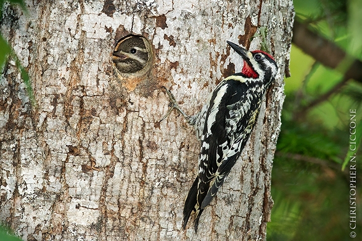 Yellow-bellied Sapsucker