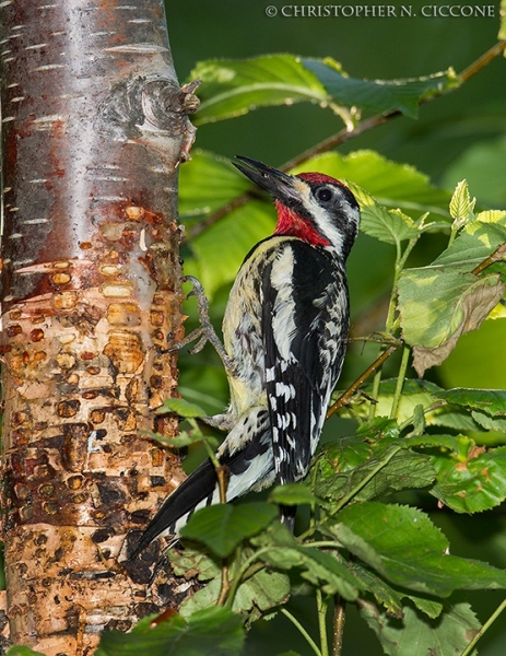 Yellow-bellied Sapsucker