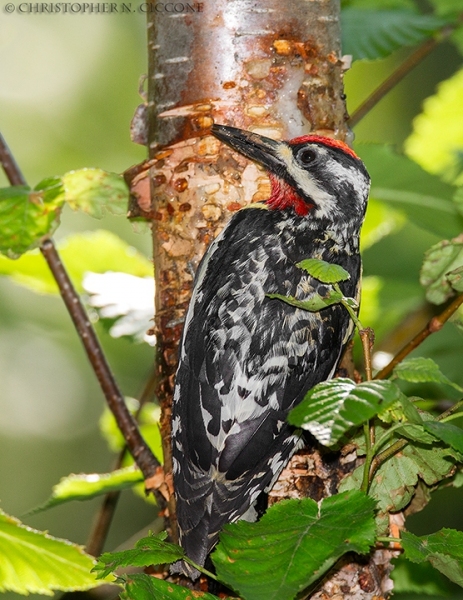 Yellow-bellied Sapsucker