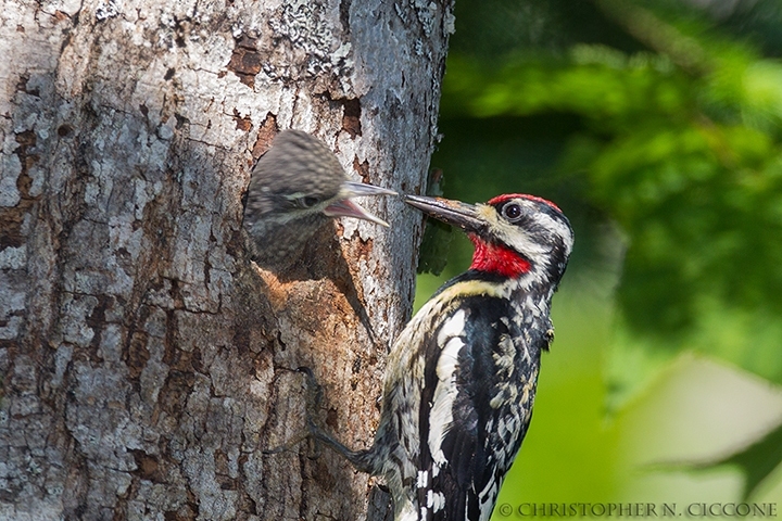 Yellow-bellied Sapsucker