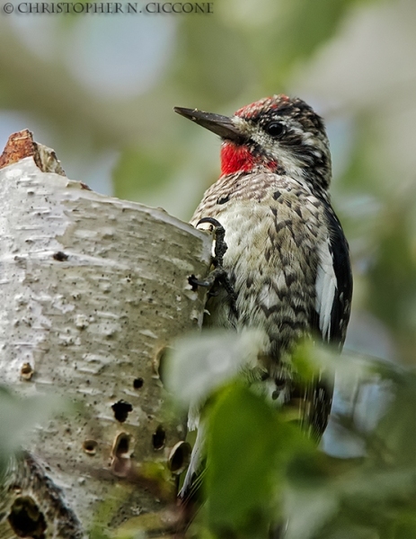 Yellow-bellied Sapsucker