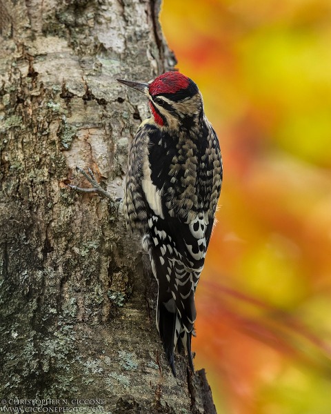 Yellow-bellied Sapsucker