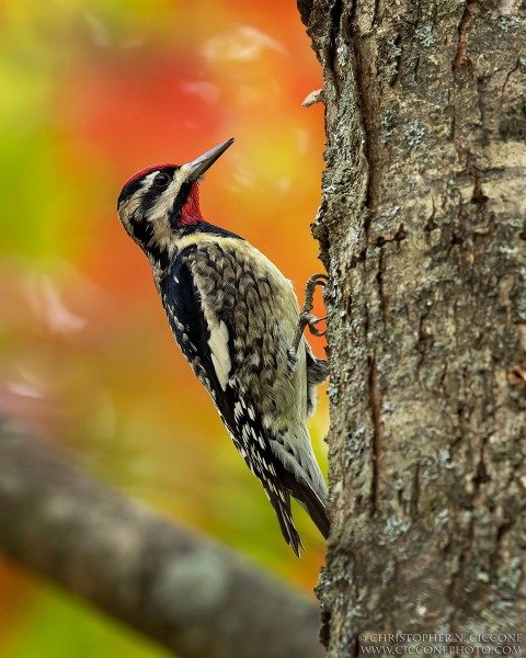 Yellow-bellied Sapsucker