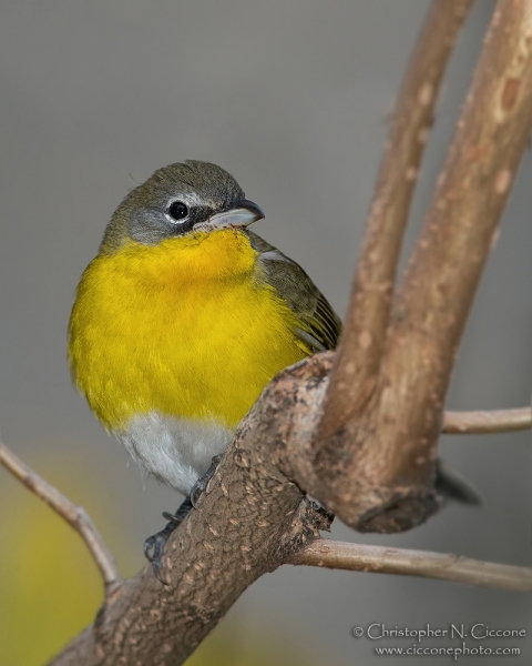 Yellow-breasted Chat