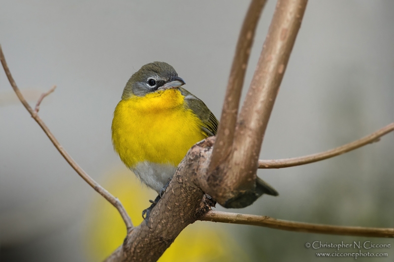 Yellow-breasted Chat