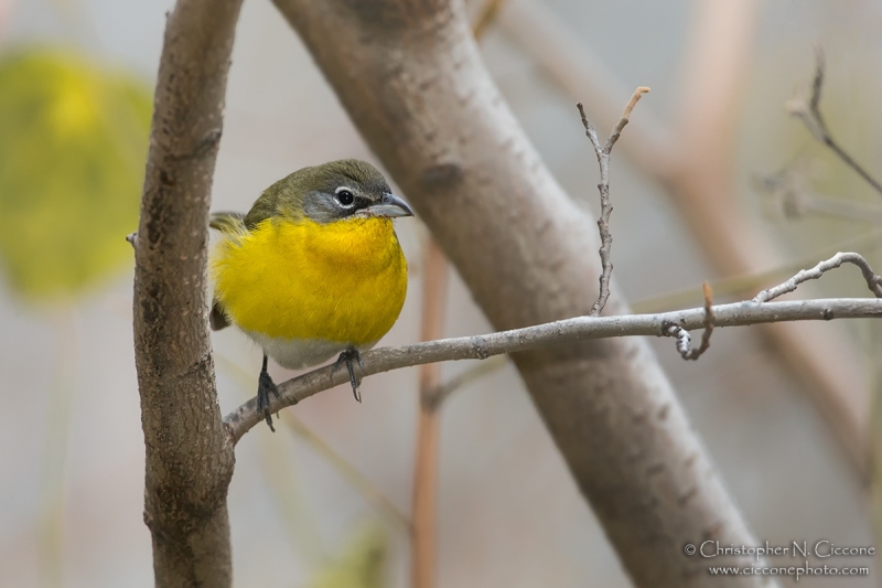 Yellow-breasted Chat