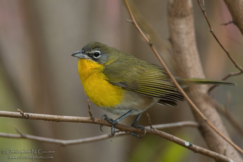 Yellow-breasted Chat