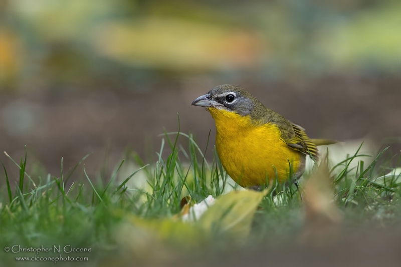 Yellow-breasted Chat