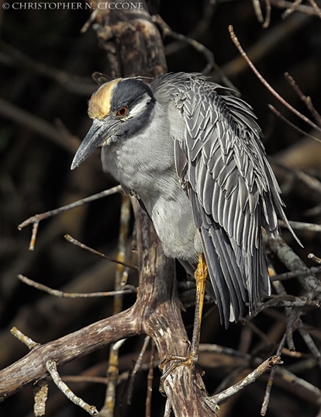 Yellow-crowned Night-Heron